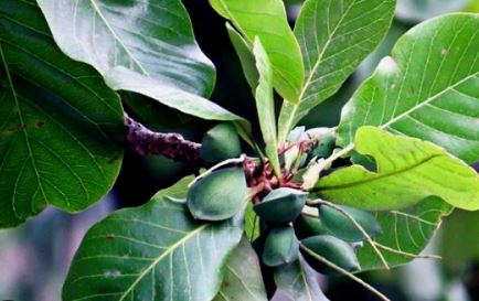 Manfaat Daun Ketapang