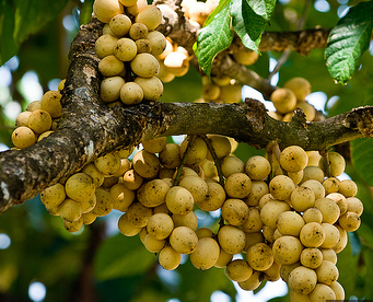 Manfaat buah duku