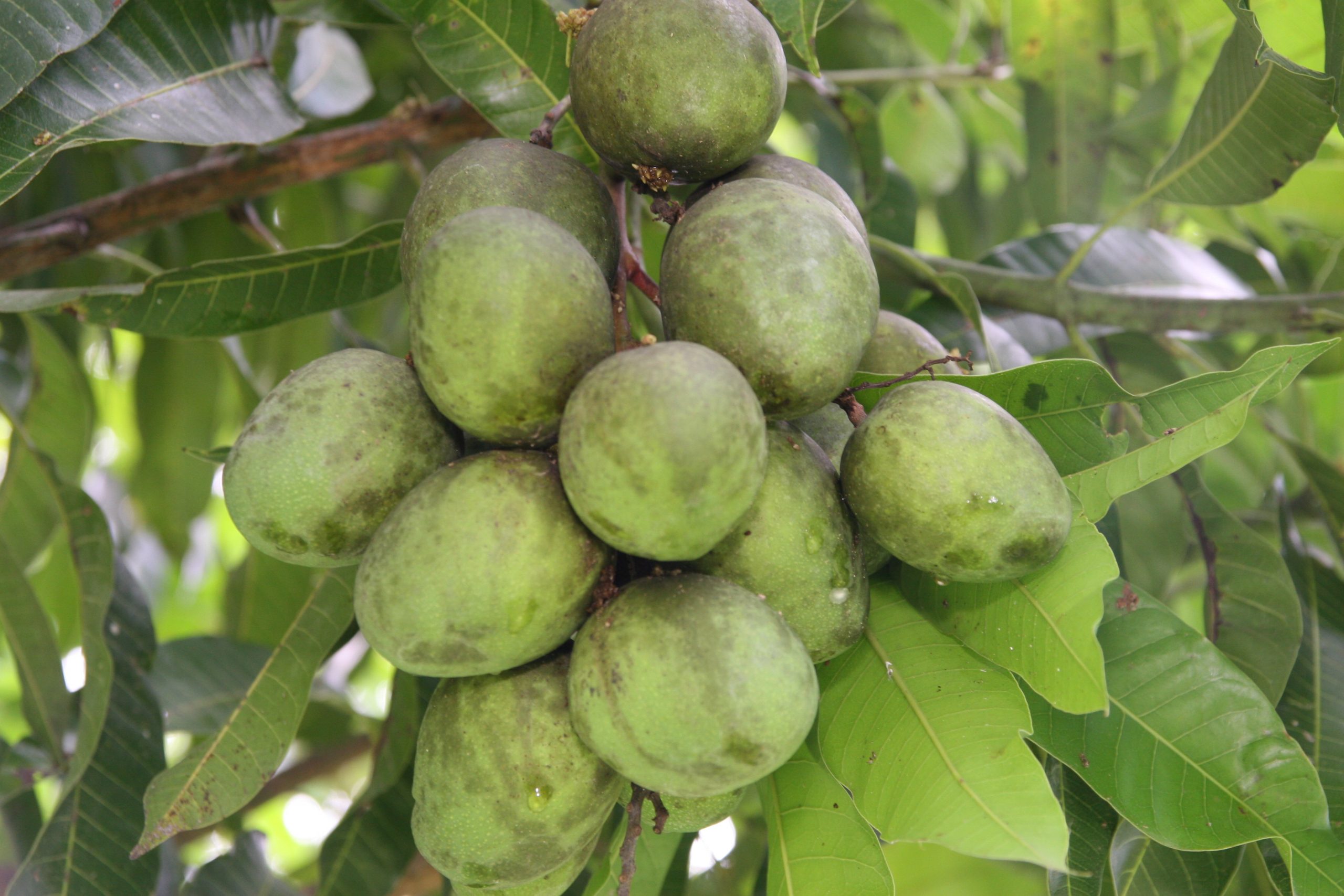 Buah bacang