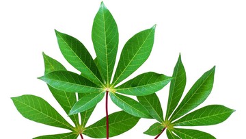 manfaat daun singkong