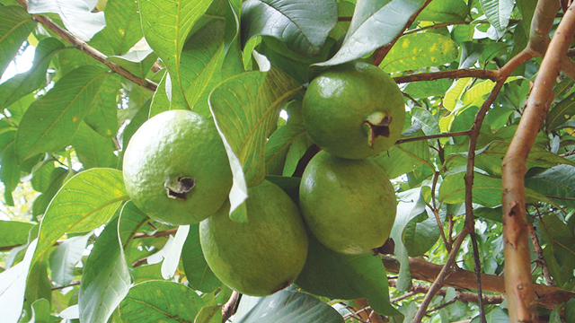 manfaat jambu biji