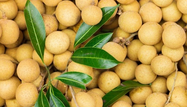 manfaat buah kelengkeng