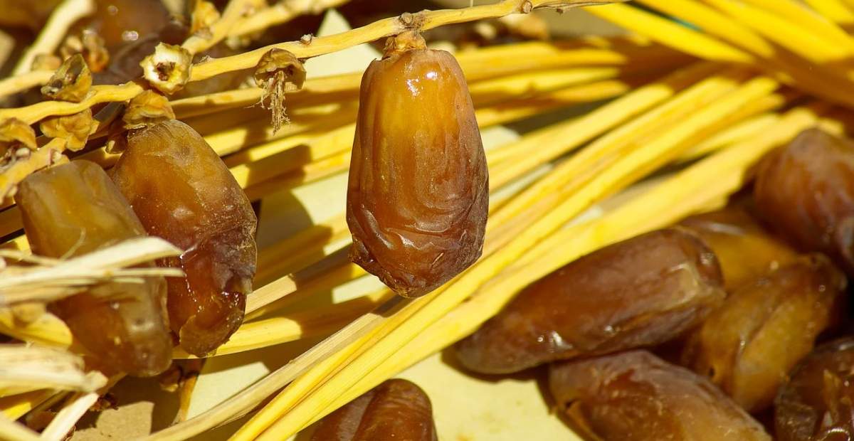 manfaat kurma
