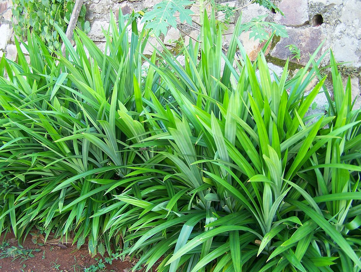 manfaat daun pandan