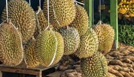 buah durian