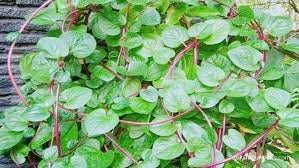 Manfaat Daun Binahong