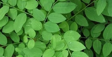 manfaat daun katuk