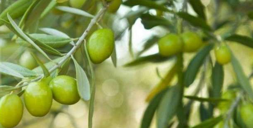 manfaat daun zaitun