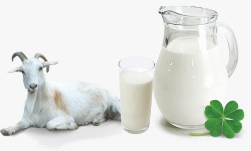 Manfaat susu kambing