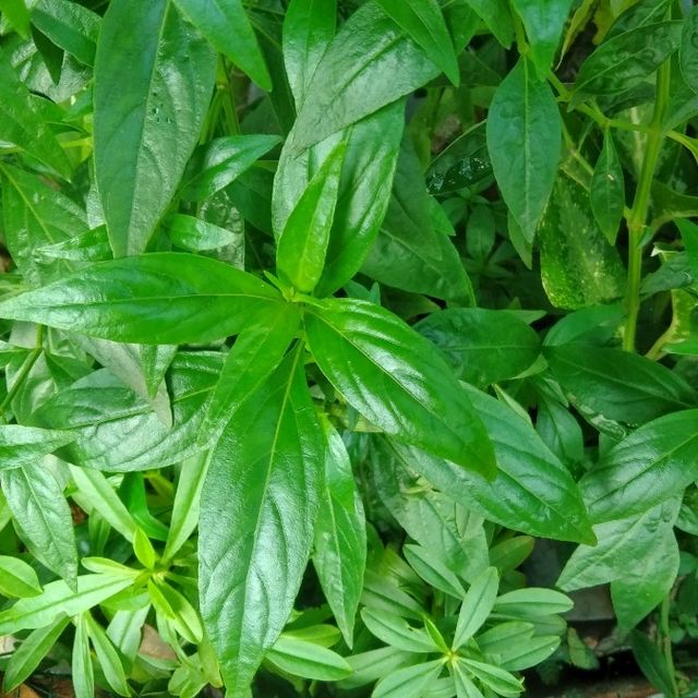 Manfaat sambiloto